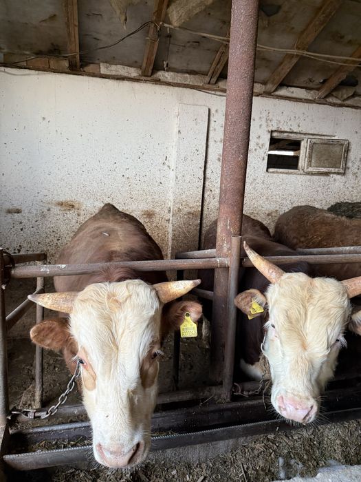 Продаются бычки Откорм