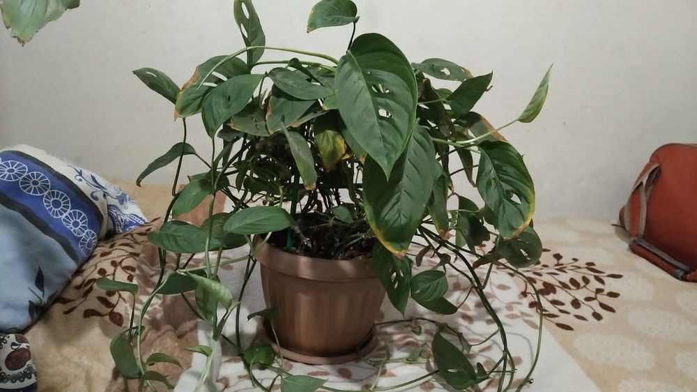 Продам Монстеру Адансонии.