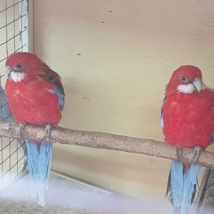 Papagali nimfa pui blămzi și maturi