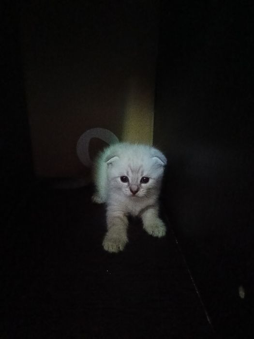 Котята. Девочка и мальчик.