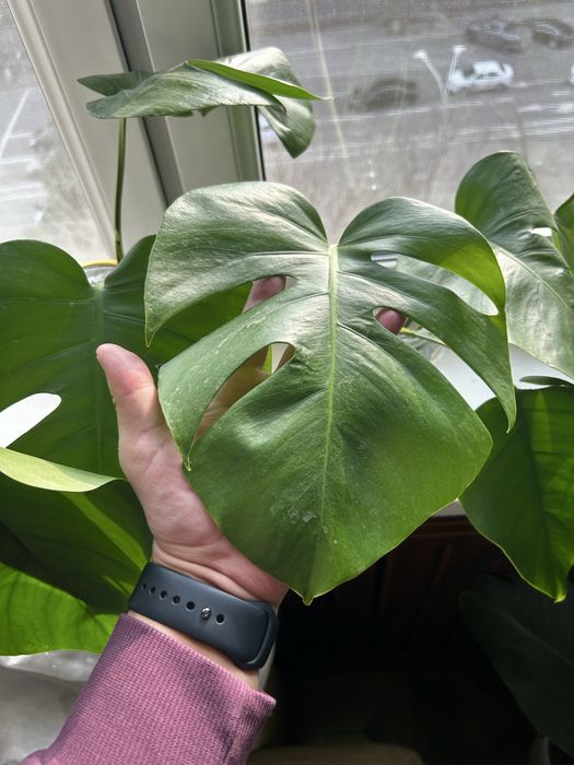 Черенки монстеры деликатной