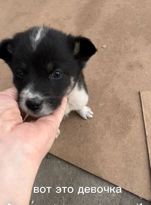 Ищут дом щенки — есть девочки и мальчики!