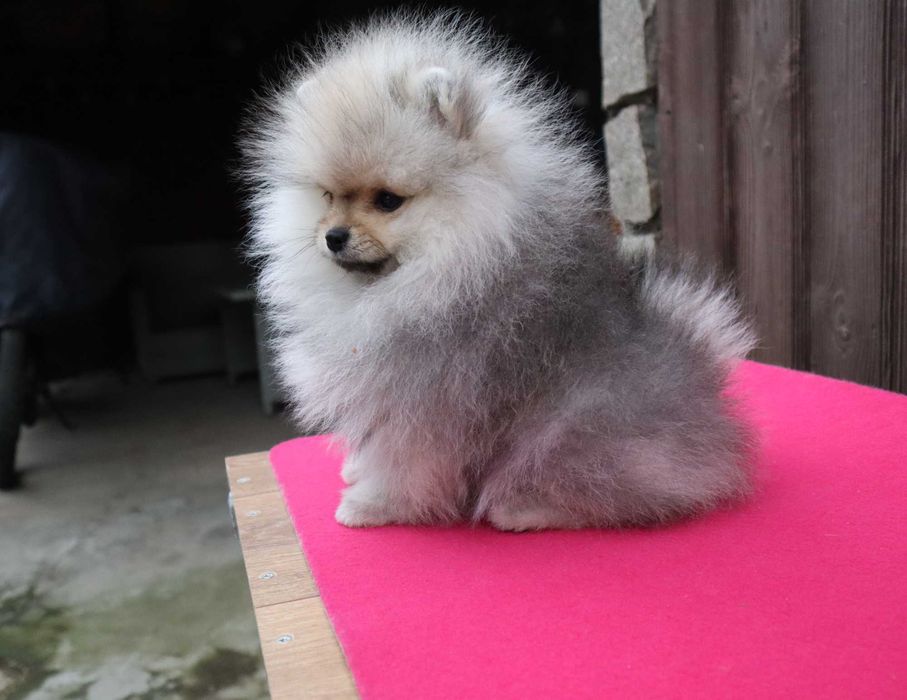 Миниатюрно момиченце померан с родословие FCI