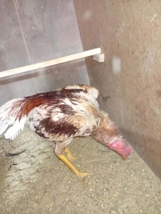 Dakang xoʻroz oq qizil