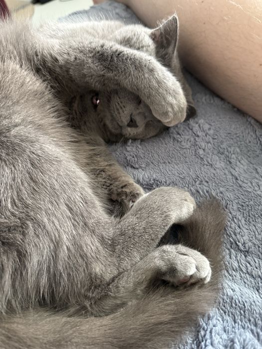 Отдаем кошку британку