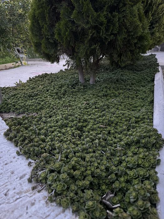 Продается красивая газоная трава