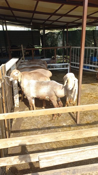 Киргигистон куйлари