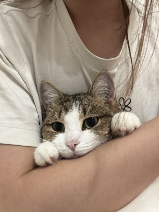 Отдадим кошку в хорошие руки