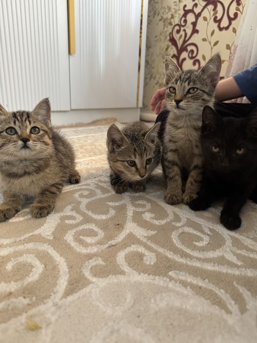 Отдам бесплатно котят