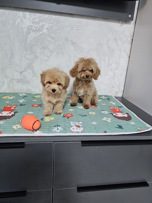 Мальтипу мальчишечка