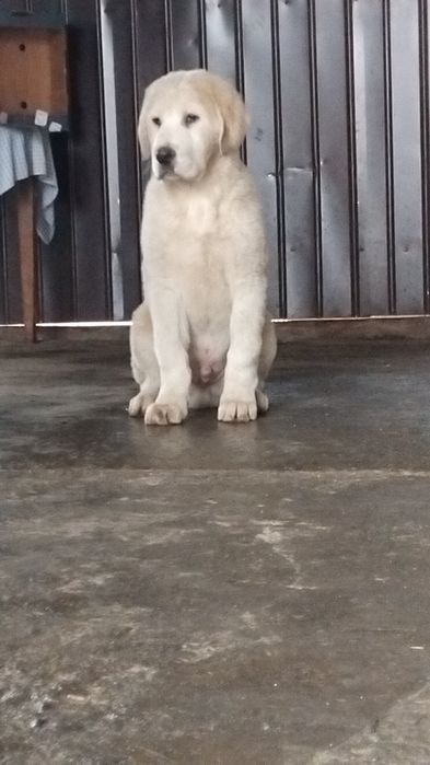 Ciobănesc de Asia Centrală