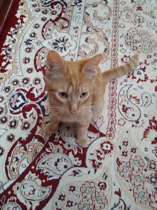 Коты от года и выше