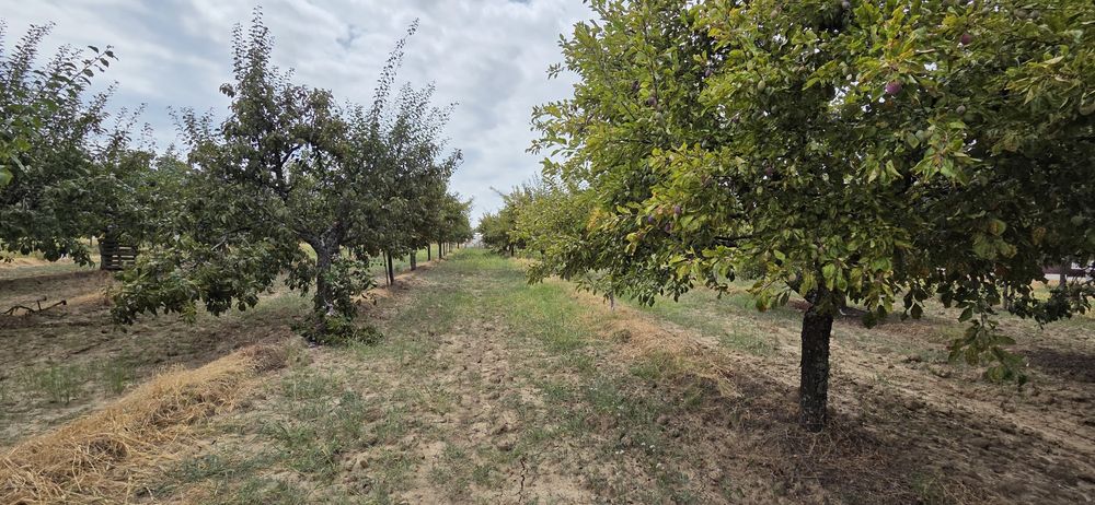 Prune de vanzare