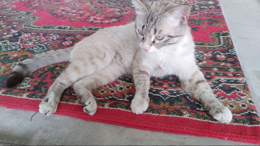 Oz xolamning soatini sikdim