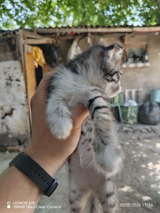 Отдаем котят в хорошие руки.