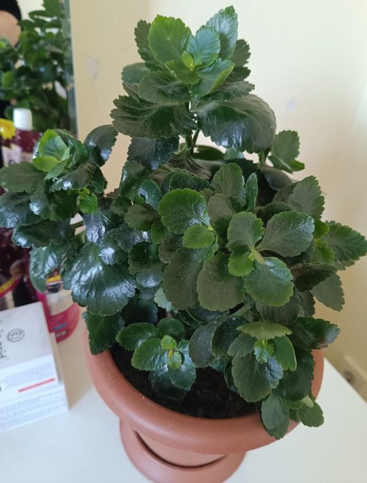 Каланхоэ комнатный цветок