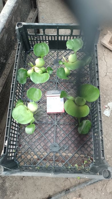 Ofertă. 20 buc . Zambile amazoniene , salata de Nil -pistia  .