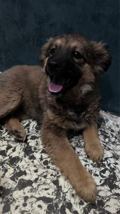 Отдам щенка, девочка, дворняжка