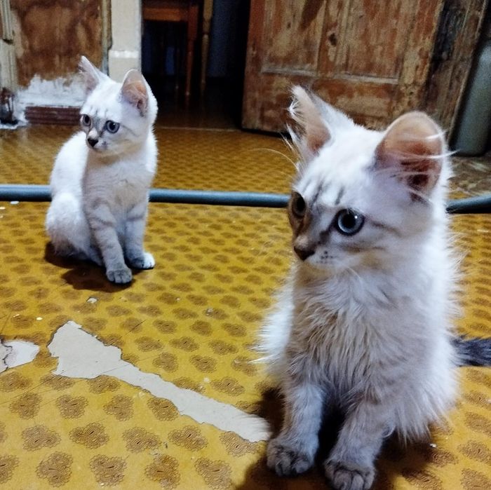 Отдам в добрые руки