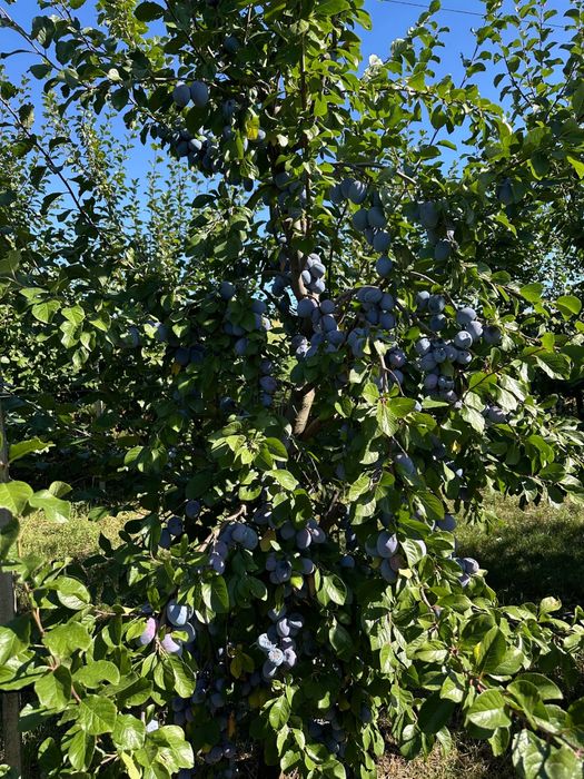 Prune tuica de vanzare