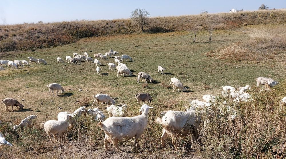 Козье молоко, ешкі сүті