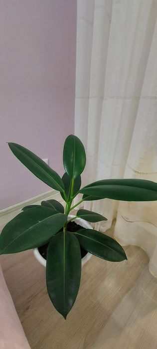 Продам комнатные цветы