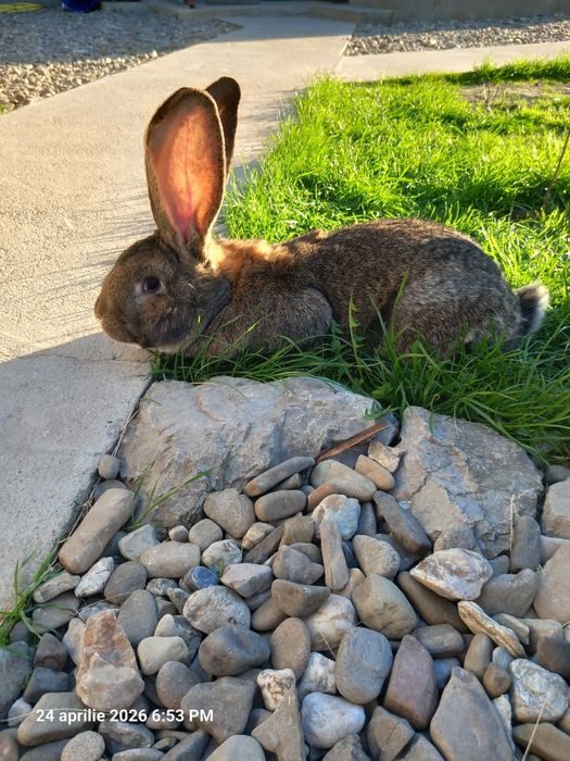 Mascul uriaș german 1 an