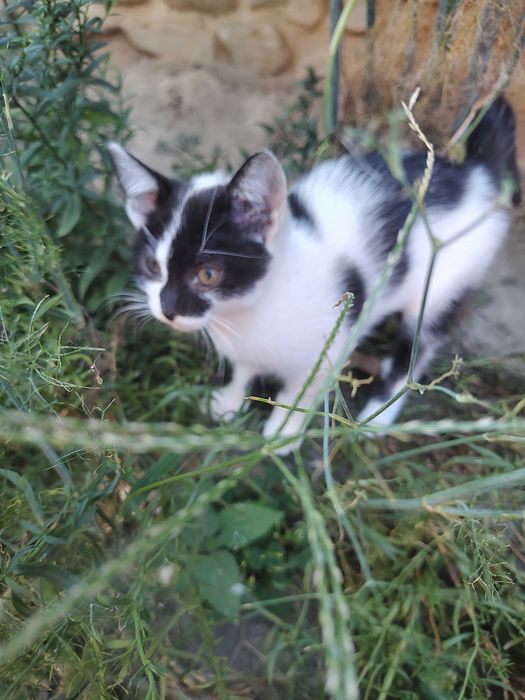 Donez pui de pisica Ocna Sibiului