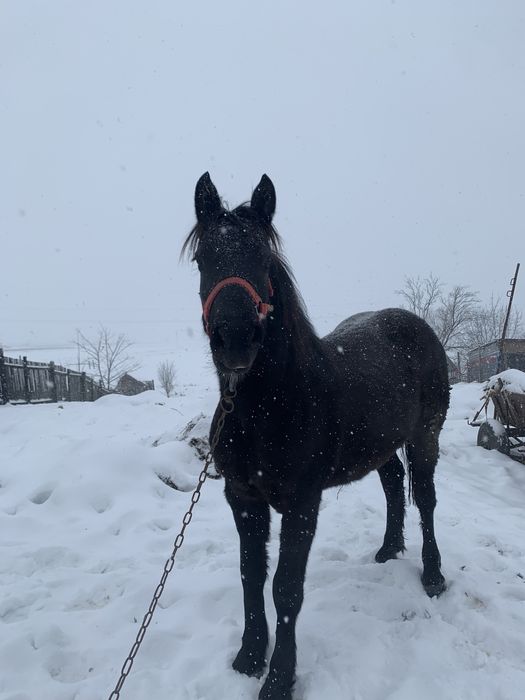 Schimb sau vand manza