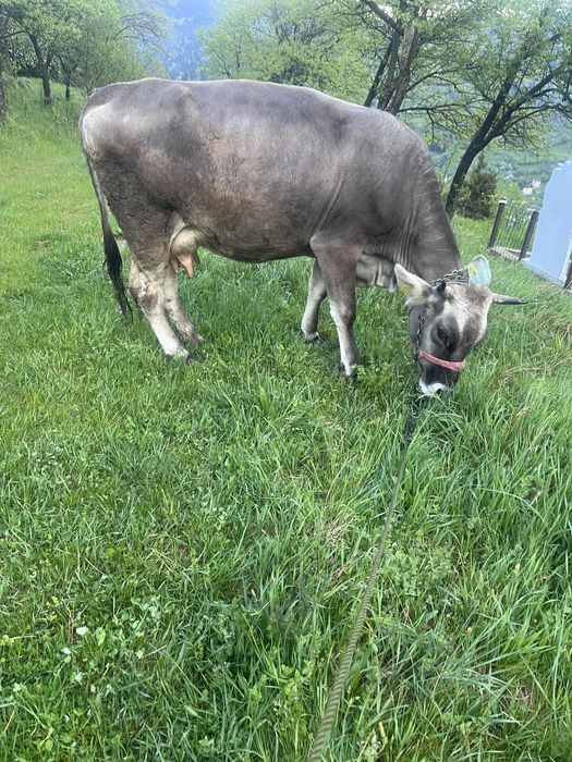 Vand vaca! Este la a treia fatare. Se mulge usor si este un lapte foarte bun.rasa bruna de maramures.