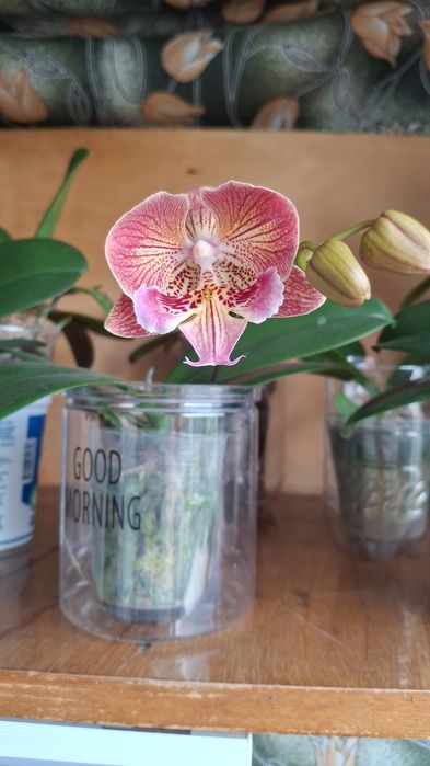 Продам орхидеи азиатские