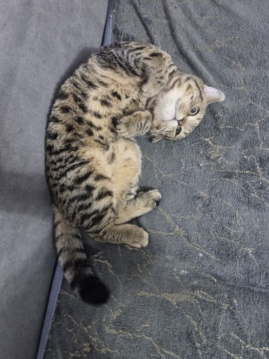 Отдам даром котенка!