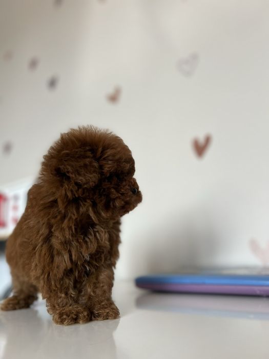 Пудел той Pudlle toy