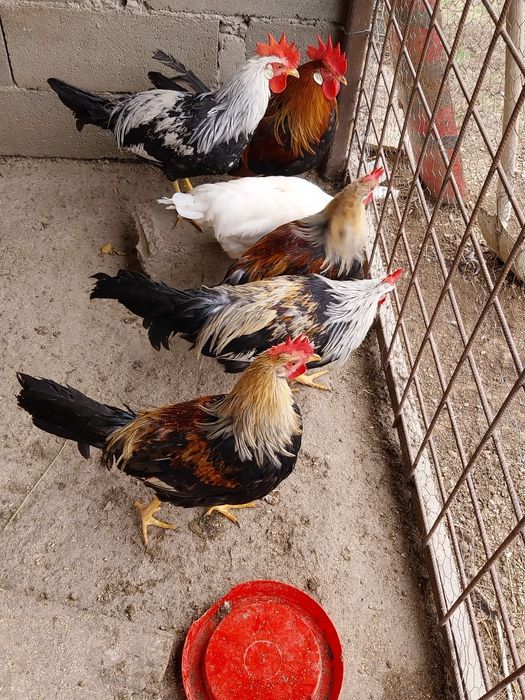 Cocoși italieni de vanzare