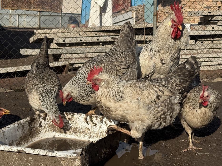 Инкубацонные  яйца Барковскы барыиста