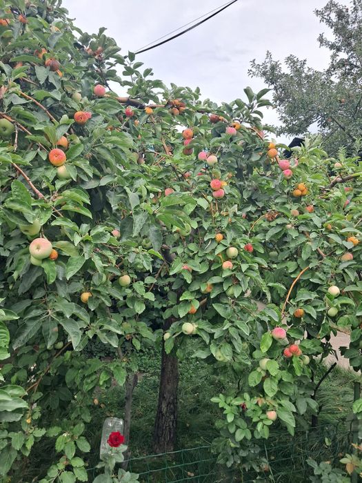 Срочно продам дачу в районе поселка Байтерек.