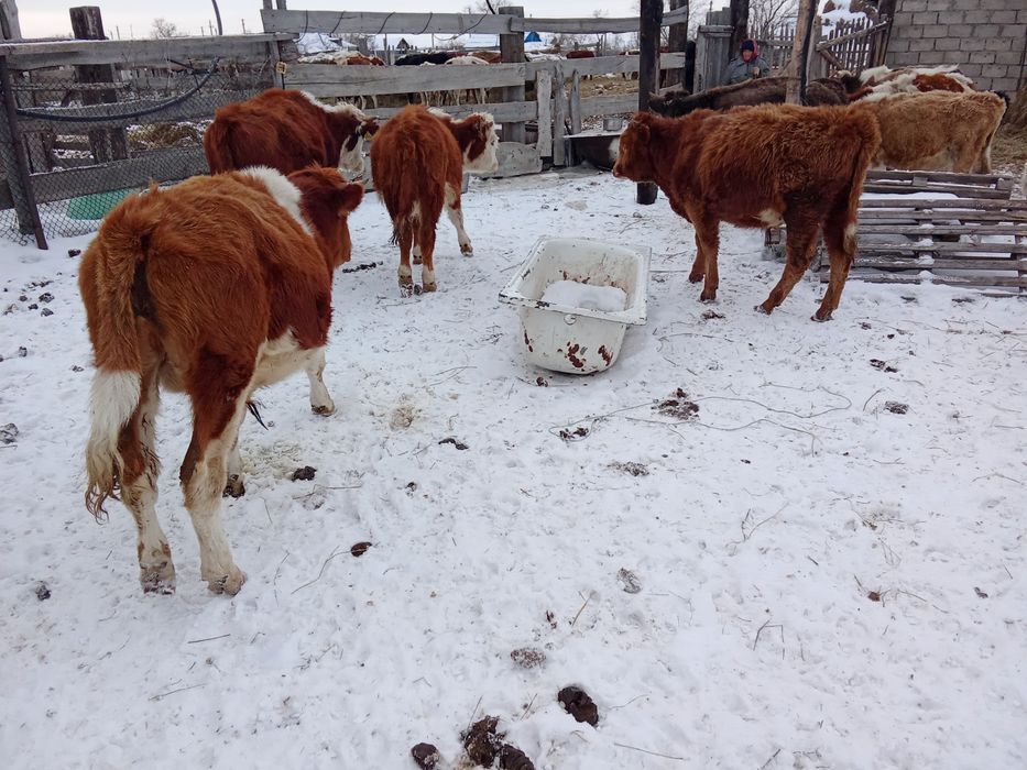 Бычки крс бұқа подсос
