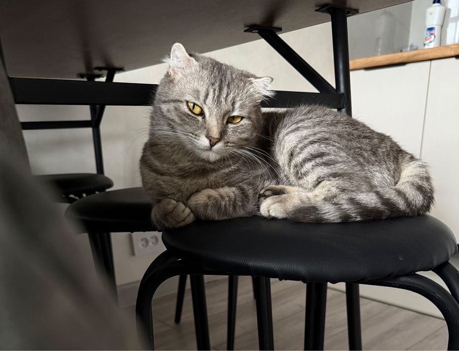 Шотландская вислоухая кошка