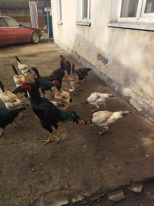 Бойцовские птицы