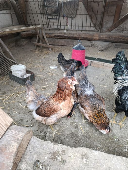 Ouă pt incubat Ameraucana