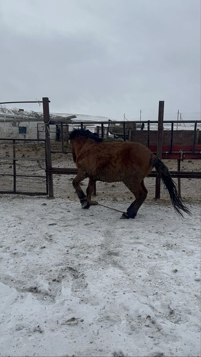 Мұғалжар тай сатылады