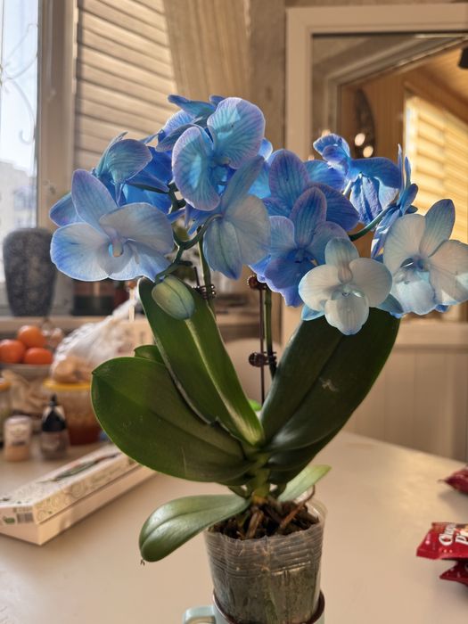 Орхидея 12 сортов цветущие