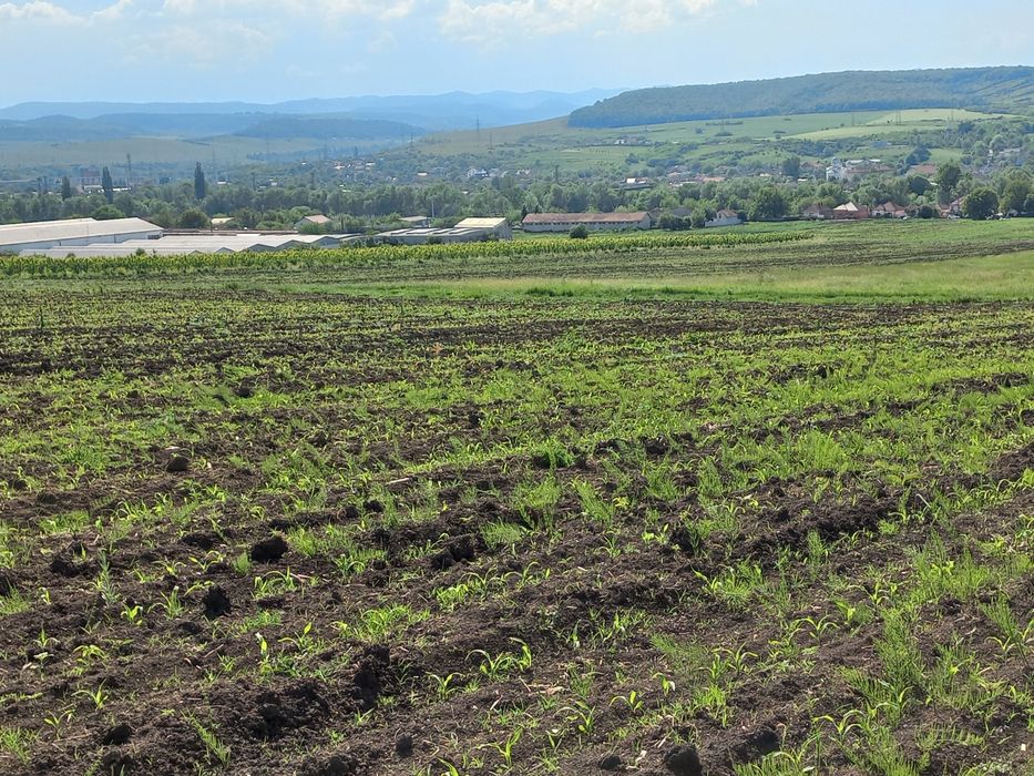 Teren extravilan în Pestisu Mare cu potențial imobiliar