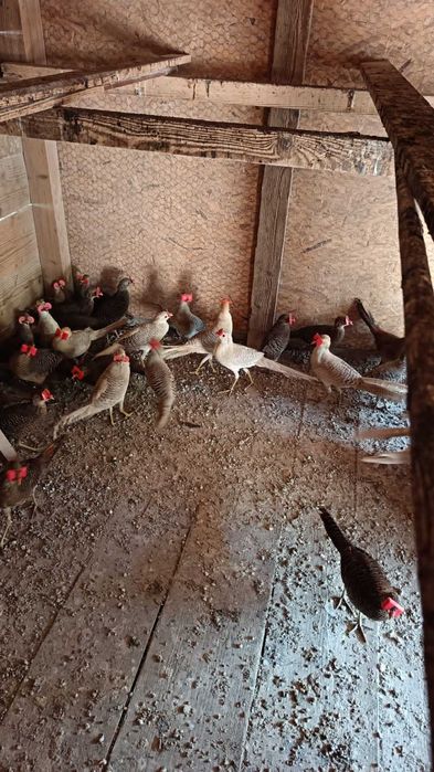 Vand fazani aurii pe roșu