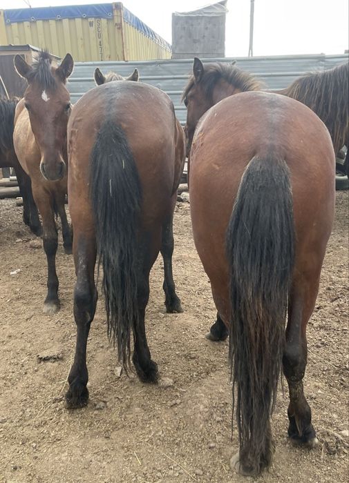 Жирные лошади с откорма. Соғым