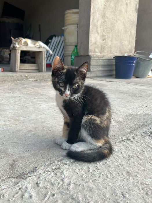 Котята крысоловы