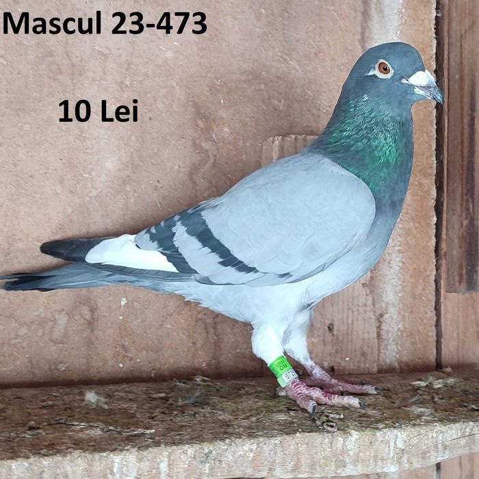 Porumbei voiajori de vanzare