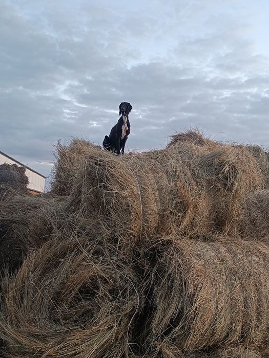 Тазы ургашы жогалды