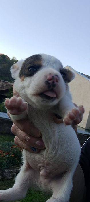 Продавам  джак  Ръсел