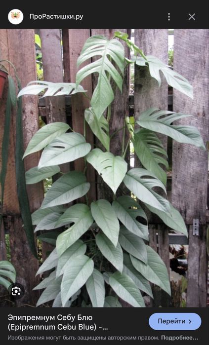 Эпипремнум себу блю